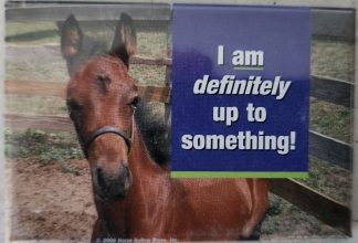 I am definitely up to something! foal magnet
