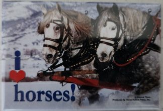 I Love Horses! Percherron Draft Magnet