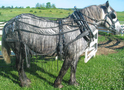 Old fashioned fly net