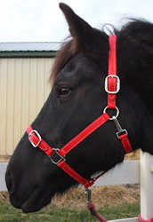 Buckle Up Halter - Jadzia