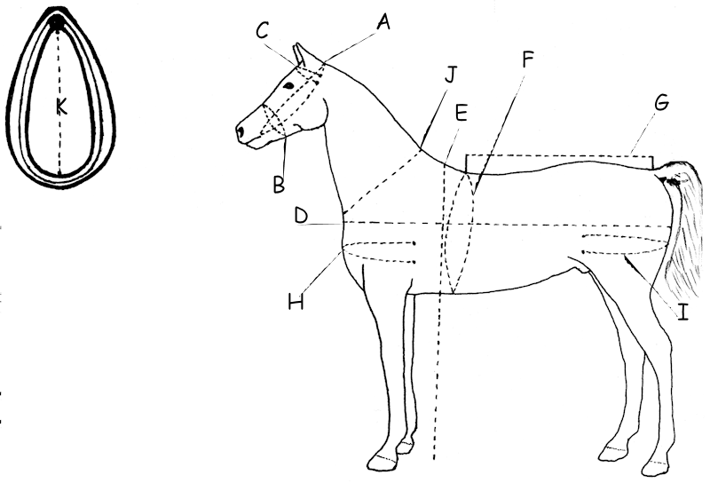 Places to Measure for a harness