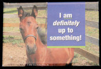 Up to something magnet