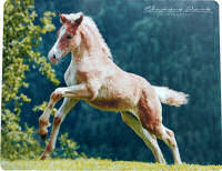 Haflinger Foal Mouse Pad