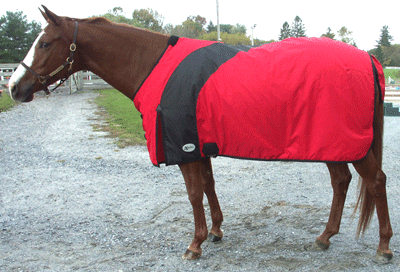 Draft Horse Horse Wear