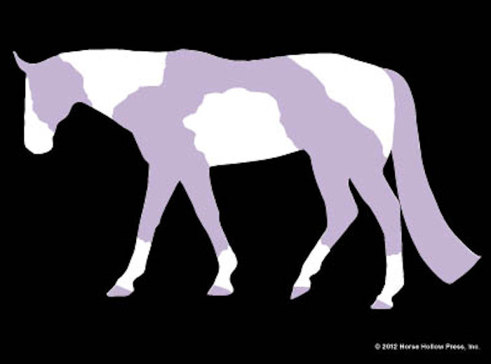 Purple Tobiano Window Sticker