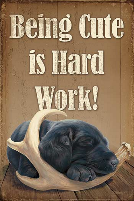 Black Labrador Puppy