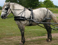 Breast Collar Harness