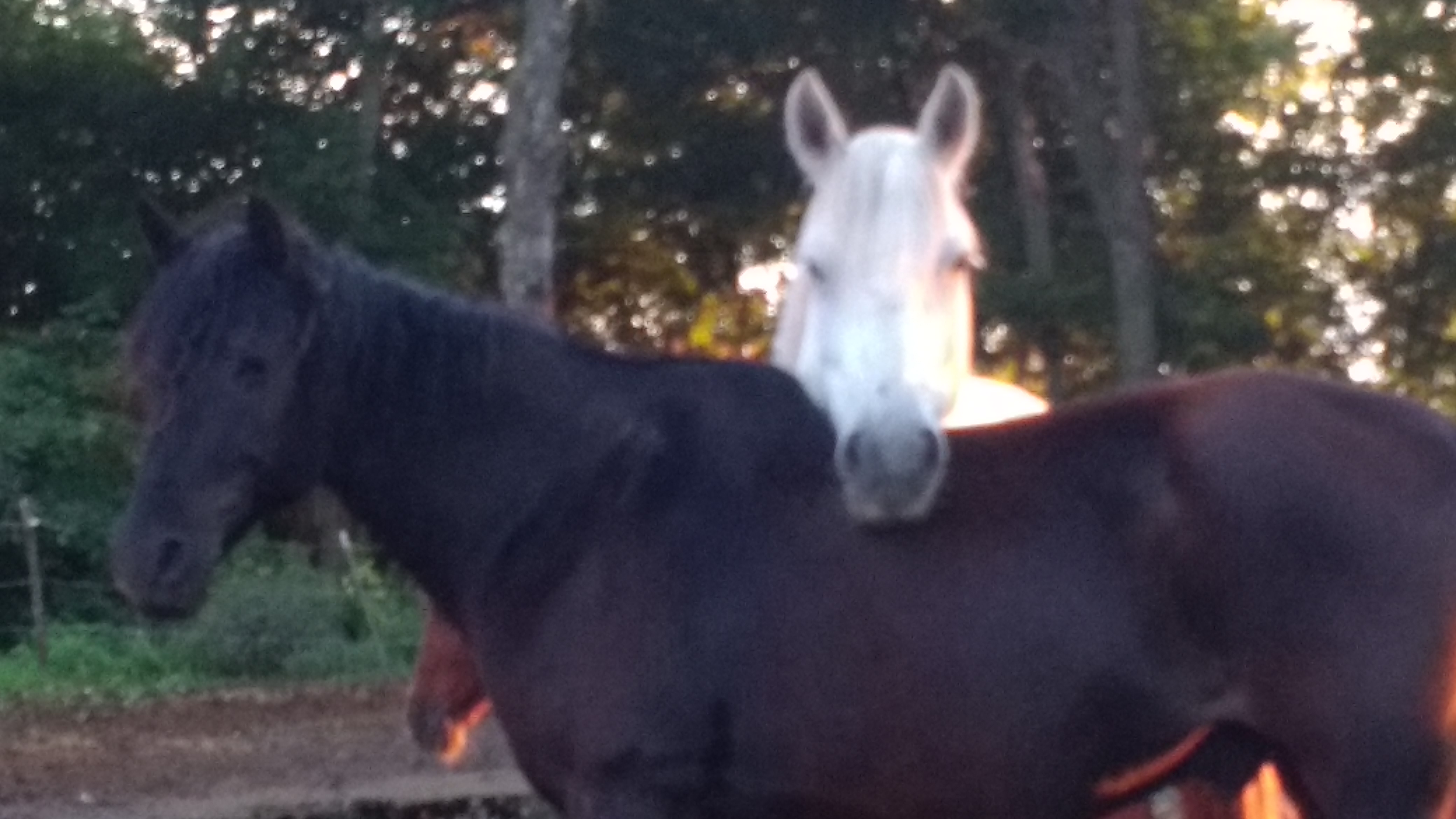 Equestrian Books and DVDs